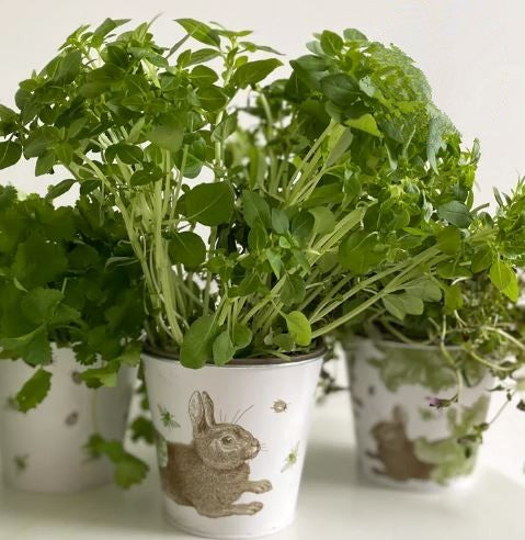 Rabbit & Cabbage Print Set of 3 Plant Pots By Thornback & Peel