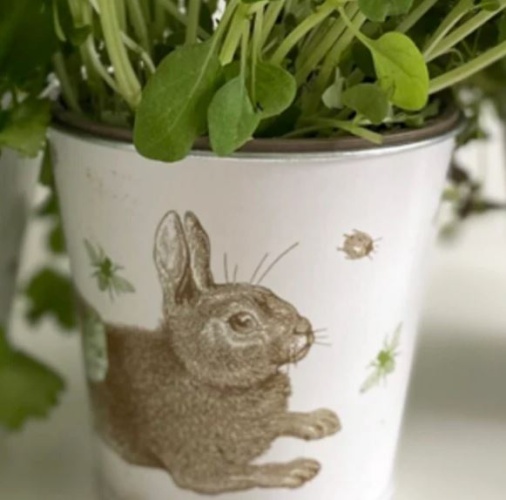 Rabbit & Cabbage Print Set of 3 Plant Pots By Thornback & Peel